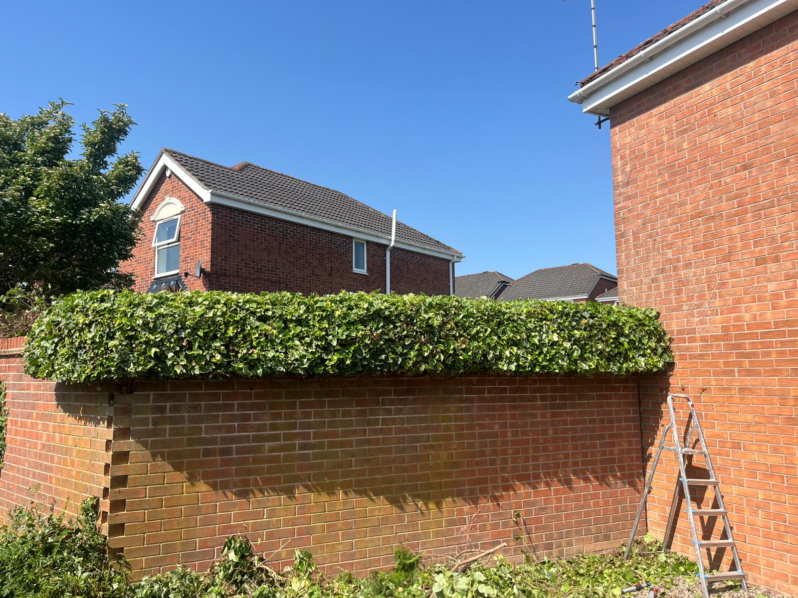 Hedge and ivy trimming